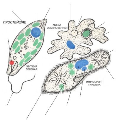 Амеба обыкновенная и инфузория туфелька