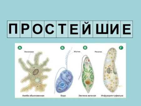 Простейшие биология