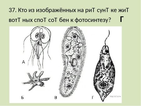 Догель инфузории