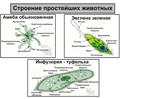 Амеба инфузория туфелька эвглена зеленая