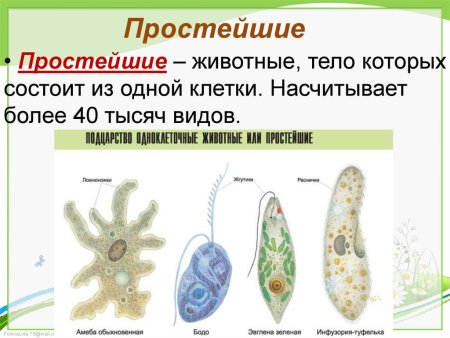 Одноклеточные животные