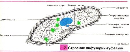 Строение инфузории туфельки