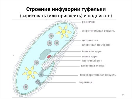 Строение одноклеточных царство протисты