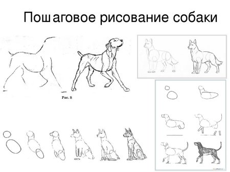 Пошаговый рисунок собаки
