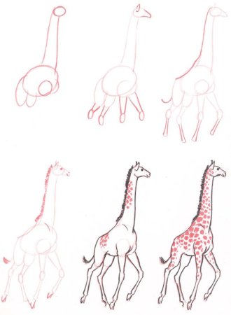 Жираф поэтапное рисование для детей