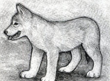 Лёгкие рисунки на тему животные