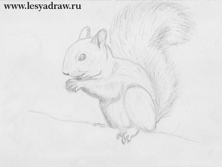Белка рисунок карандашом