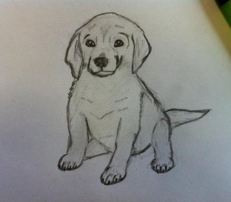 Рисунок собаки карандашом для срисовки