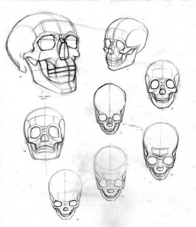 Рисунок черепа поэтапно сбоку