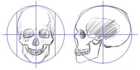 Нарисовать череп в профиль карандашом поэтапно