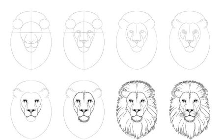 Поэтапное рисование Льва для детей