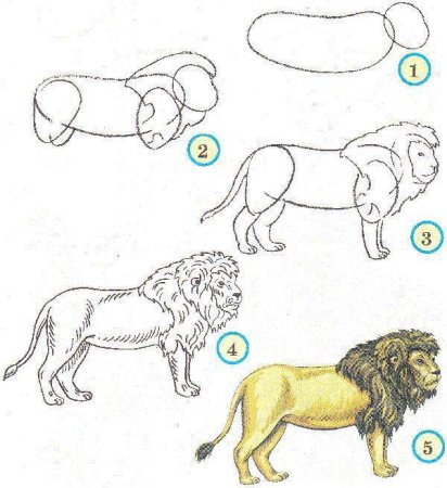 Схематический рисунок Львенок