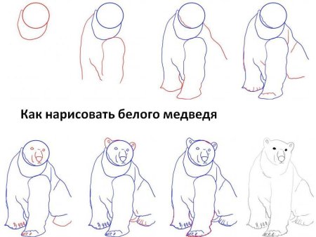 Поэтапное рисование медведя