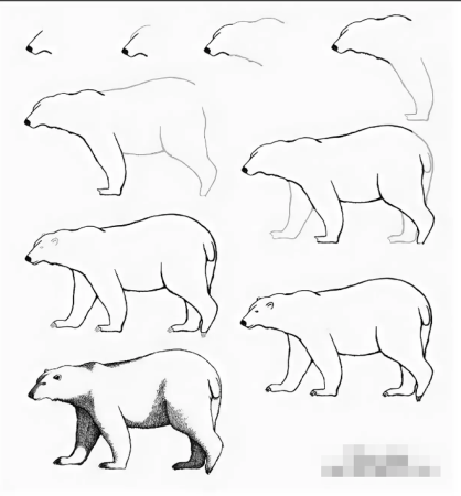 Этапы рисования медведя