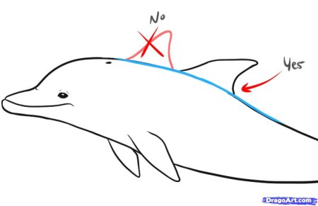Как рисуется хвосты дельфинов
