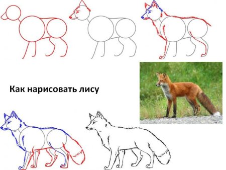 Схемы рисования животных