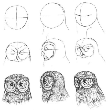 Этапы рисования птицы