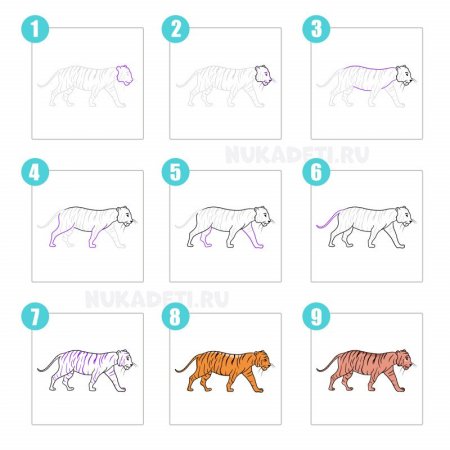 Как нарисовать тигра карандашом — 4 урока для начинающих