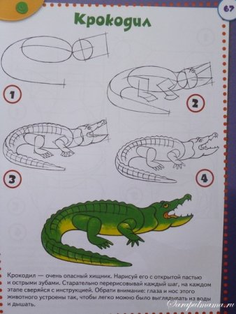 Как нарисовать крокодила поэтапно