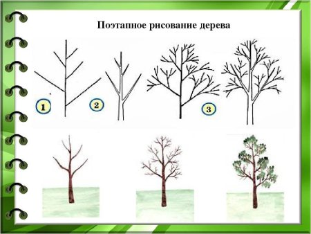 Этапы рисования дерева