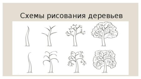 Поэтапное рисование дерева для детей