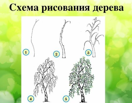 Поэтапное рисование дерева для детей