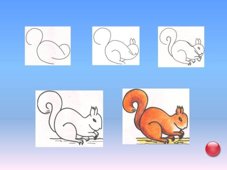 Белка поэтапное рисование для детей
