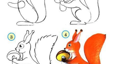 Рисование белка в старшей группе