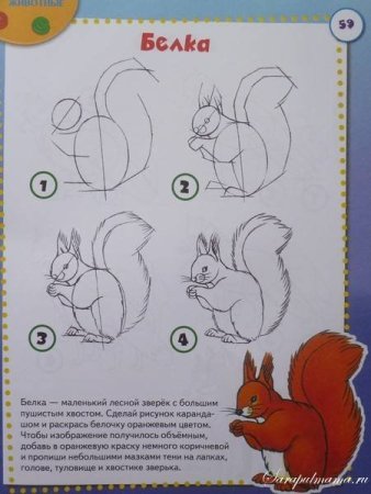 Поэтапное рисование белки