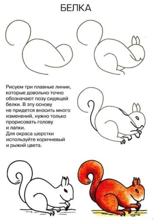 Белка поэтапное рисование для детей