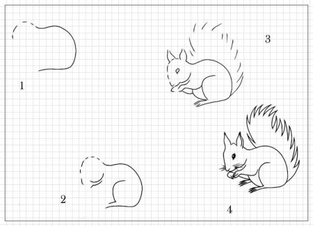 Поэтапное рисование белки в подготовительной группе