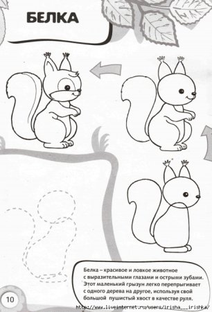 Белка этапы рисования