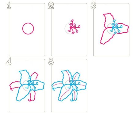 Как нарисовать лилию поэтапно