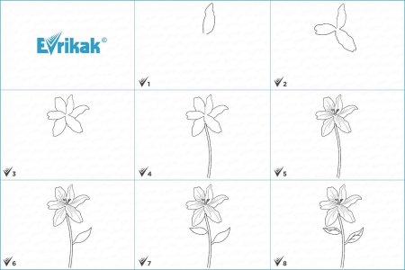 Лилии рисунок поэтапно