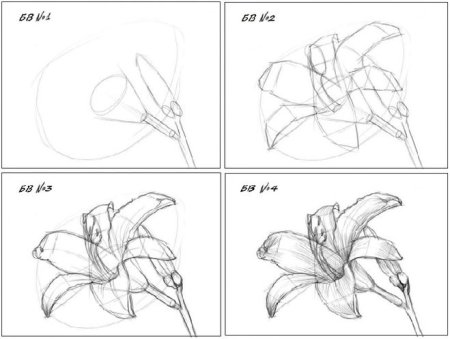 Лилия поэтапное рисование