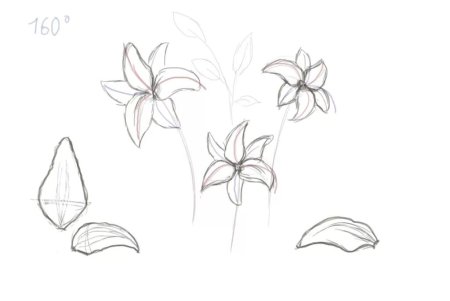 Поэтапное рисование лилии карандашом