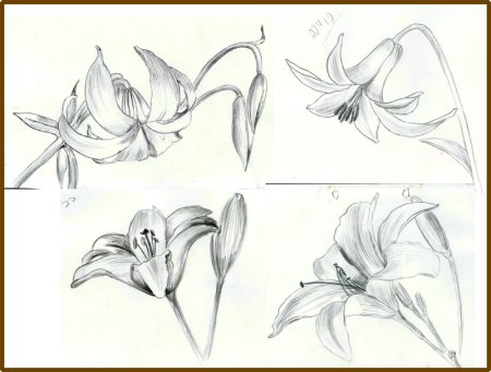 Лилия референс