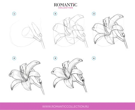 Рисование лилии карандашом построение