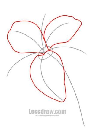 Как рисуется Лилия схема