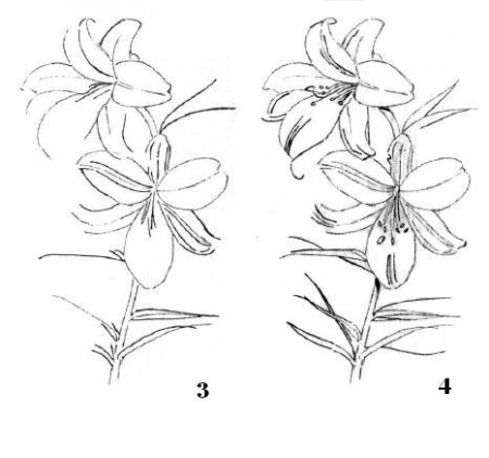 Пошаговое рисование лилии