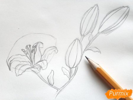 Закрытый бутон лилии рисунок карандашом