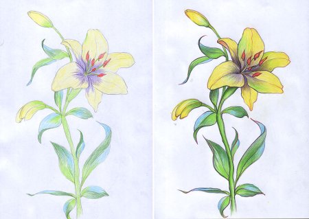 Лилии цветными карандашами