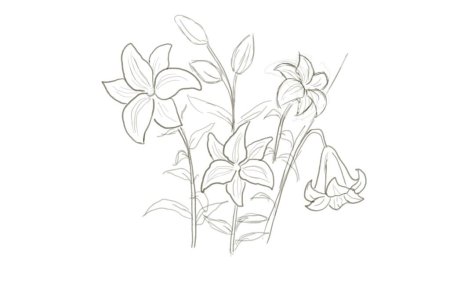 Рисунки растений карандашом для срисовки