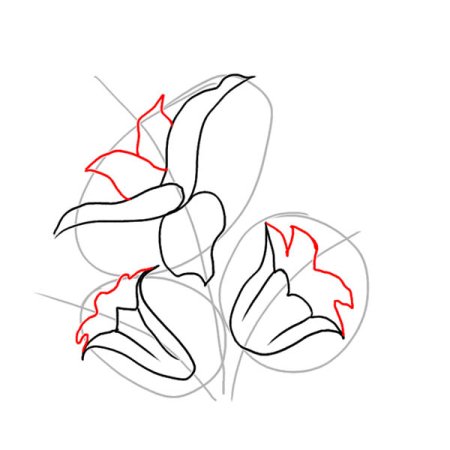 Лилия рисунок поэтапно