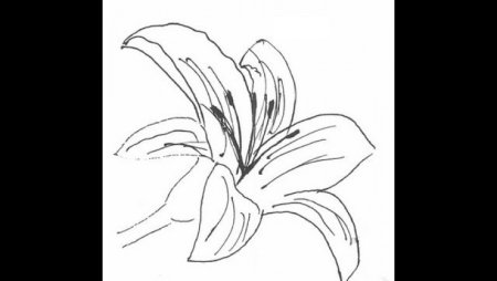 Макет лилии