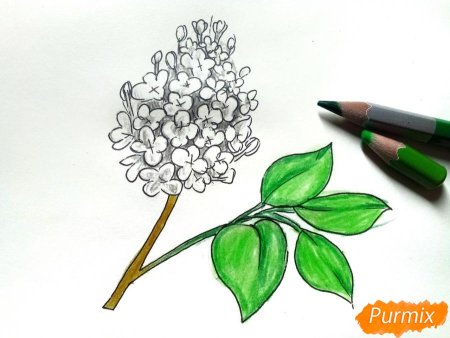 Нарисовать сирень поэтапно