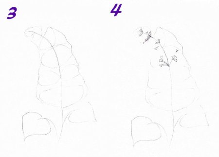 Этапы рисования сирени