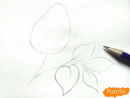 Ветка сирени поэтапное рисование