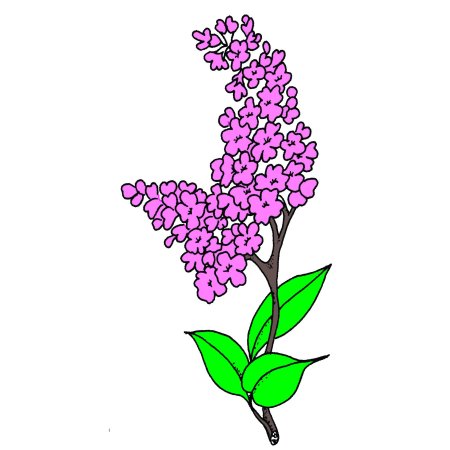 Сирень рисунок несложный