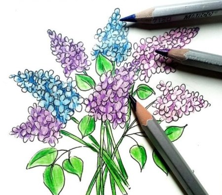 Сирень карандашом